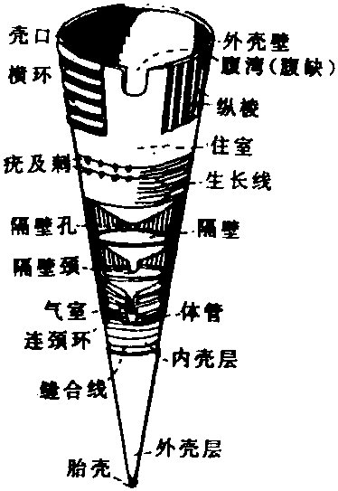 头足纲基本构造填图图片